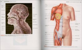 Anatomia & Fisiologia — Libro - 3