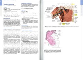 Anatomia per Osteopati — Libro - 3