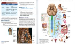 Anatomia Umana — Libro - 3