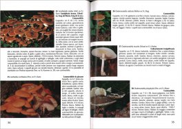 Andar per Funghi — Libro - 3