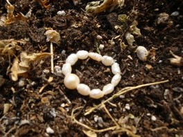 Anello in mini-perle bianche e perla - Cod 107