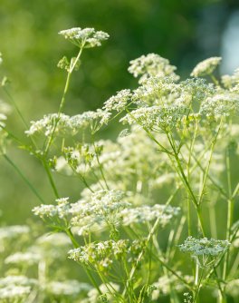 Semi di Anice Pimpinella Anisum