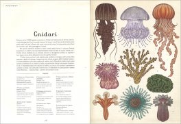 Animalium — Libro - 3