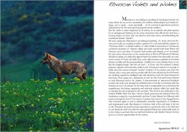 Apennines Wolf — Libro - 3