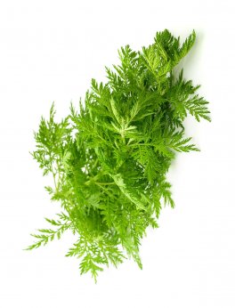 Semi di Artemisia Annua - 3