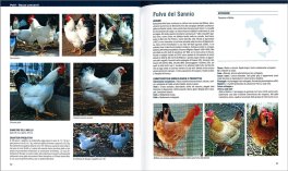 Atlante delle Razze Avicunicole, Autoctone — Libro - 3