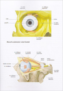 Atlante di Anatomia — Libro - 3