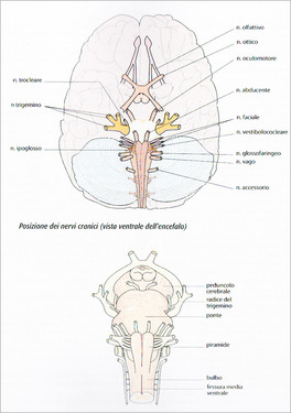 Atlante di Anatomia — Libro - 5