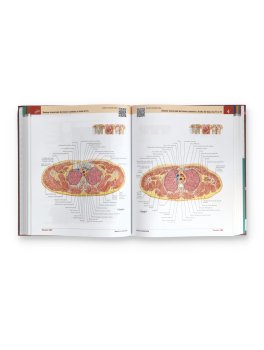 Netter - Atlante di Anatomia Umana — Libro - 4