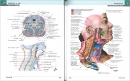 Netter - Atlante di Anatomia Umana — Libro - 4
