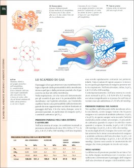 Atlante di Fisiologia Umana — Libro - 4