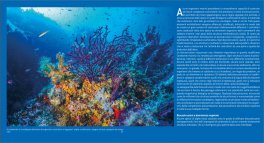 Atlante di Flora e Fauna del Mediterraneo — Libro - 3