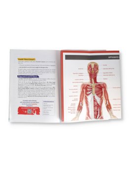 Atlante Generale dei Muscoli — Libro - 4