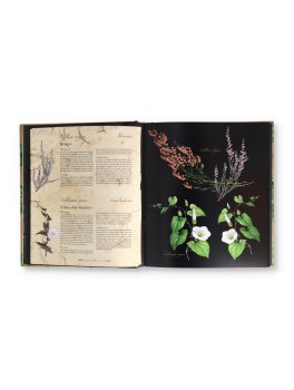 Atlante Illustrato delle Piante Medicinali e Curative — Libro - 2