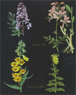 Atlante Illustrato delle Piante Medicinali e Curative — Libro - 4