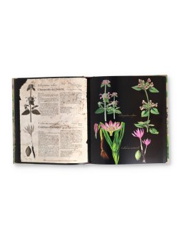 Atlante Illustrato delle Piante Selvatiche e degli Infusi Curativi — Libro - 2