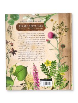 Atlante Illustrato delle Piante Selvatiche e degli Infusi Curativi — Libro - 4