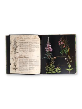 Atlante Illustrato delle Piante Selvatiche e degli Infusi Curativi — Libro - 3