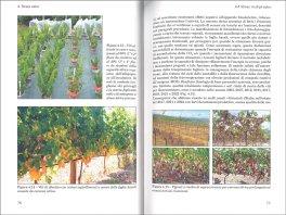 Avversità Ambientali e Parassitarie della Vite e Cambiamento Climatico — Libro - 3