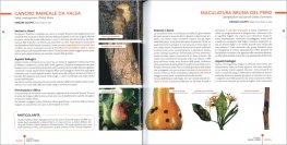 Avversità delle Piante Coltivate - Melo e Pero — Libro - 3
