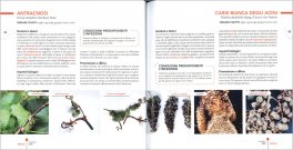 Avversità delle Piante Coltivate - Vite — Libro - 3