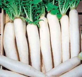 Ravanello Daikon Mino Early - B334-25