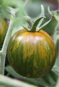 B478 - Pomodoro Green Zebra - 1 g