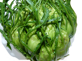 B484 - Cicoria Puntarelle di Galatina - 25 g