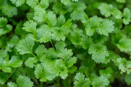 Semi di Coriandolo (Coriandrum sativum) Bio - 2