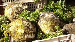 B919 - Sedano Rapa "Gloria di Zwijndrecht" - 2gr