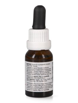 Banksia Robur - Essenza Floreale Australiana Singola - 2