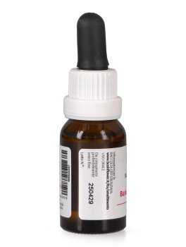 Banksia Robur - Essenza Floreale Australiana Singola - 3