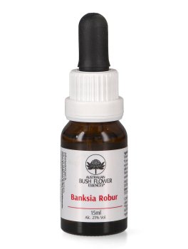 Banksia Robur - Essenza Floreale Australiana Singola - 1