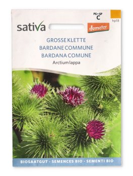 Bardana Comune - Arctium Lappa - 1