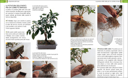 Bonsai - Stili, Legatura e Potatura — Libro - 4