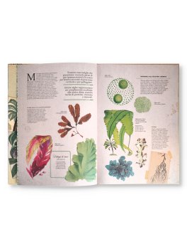 Botanica Illustrata — Libro - 2