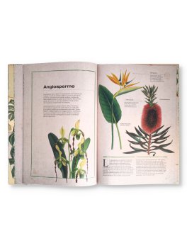 Botanica Illustrata — Libro - 3