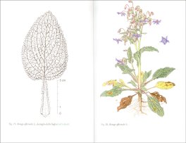 Botanica in Tavola - Botany Served Up — Libro - 3