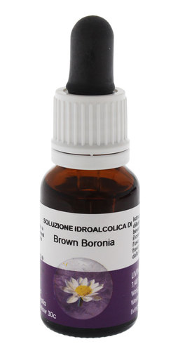 Brown Boronia - Fiori australiani - 1