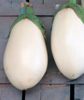 Bu069 - Melanzana Bianca Uovo - 0,5 g