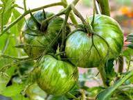 Bu073 - Pomodoro Green Zebra - 0,3 g