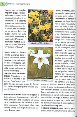 Bulbose — Libro - 3