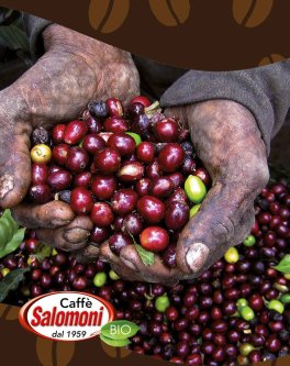 Caffè Arabica e Cacao Bio - 3