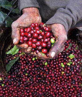 Caffè Arabica Macinato per Moka Bio - 6