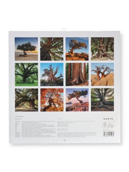 Calendario da Parete Alberi Secolari 2027 — Calendario - 4