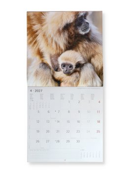 Calendario da Parete Baby Animals 2027 — Calendario - 3