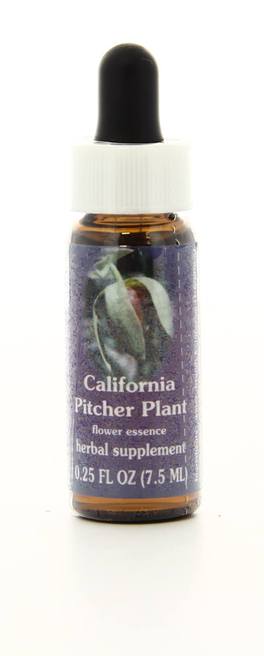 California Pitcher Plant - Fiori californiani - 1