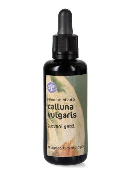 Calluna Vulgaris - Gemmoderivato - Giovani Getti - 1