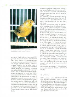 Canarini del Mondo — Libro - 2