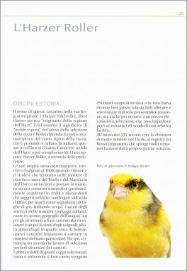 Canarini del Mondo — Libro - 3